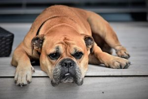 animaux interdit en location